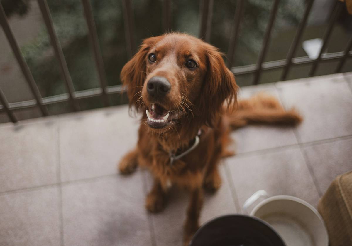 Dog Skin Supplement Pets at Home: 7 Proven Tips to Avoid Costly Mistakes