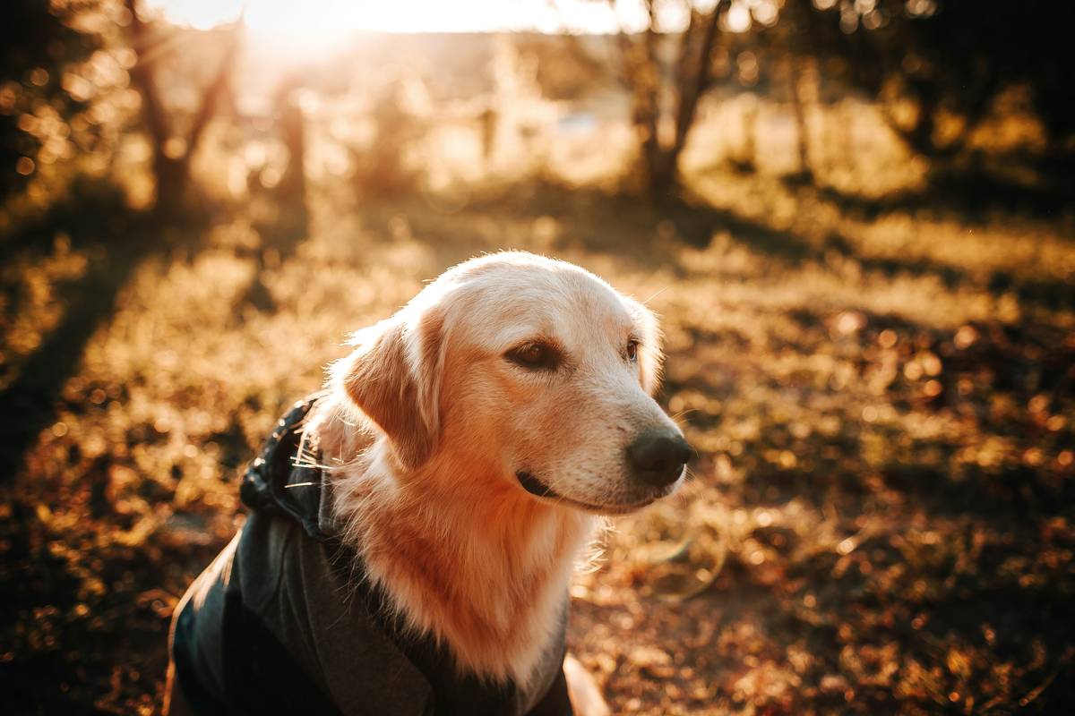 Dog Supplements Skin and Coat: 7 Proven Tips to Avoid Costly Mistakes