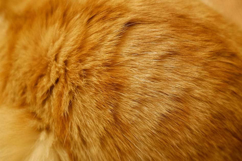 Homepage for Pets Pet Health Care Pet Skin Care