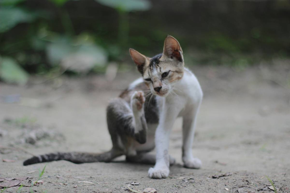 Cat with circular bald patches on shoulder undergoing cat fungal skin treatment