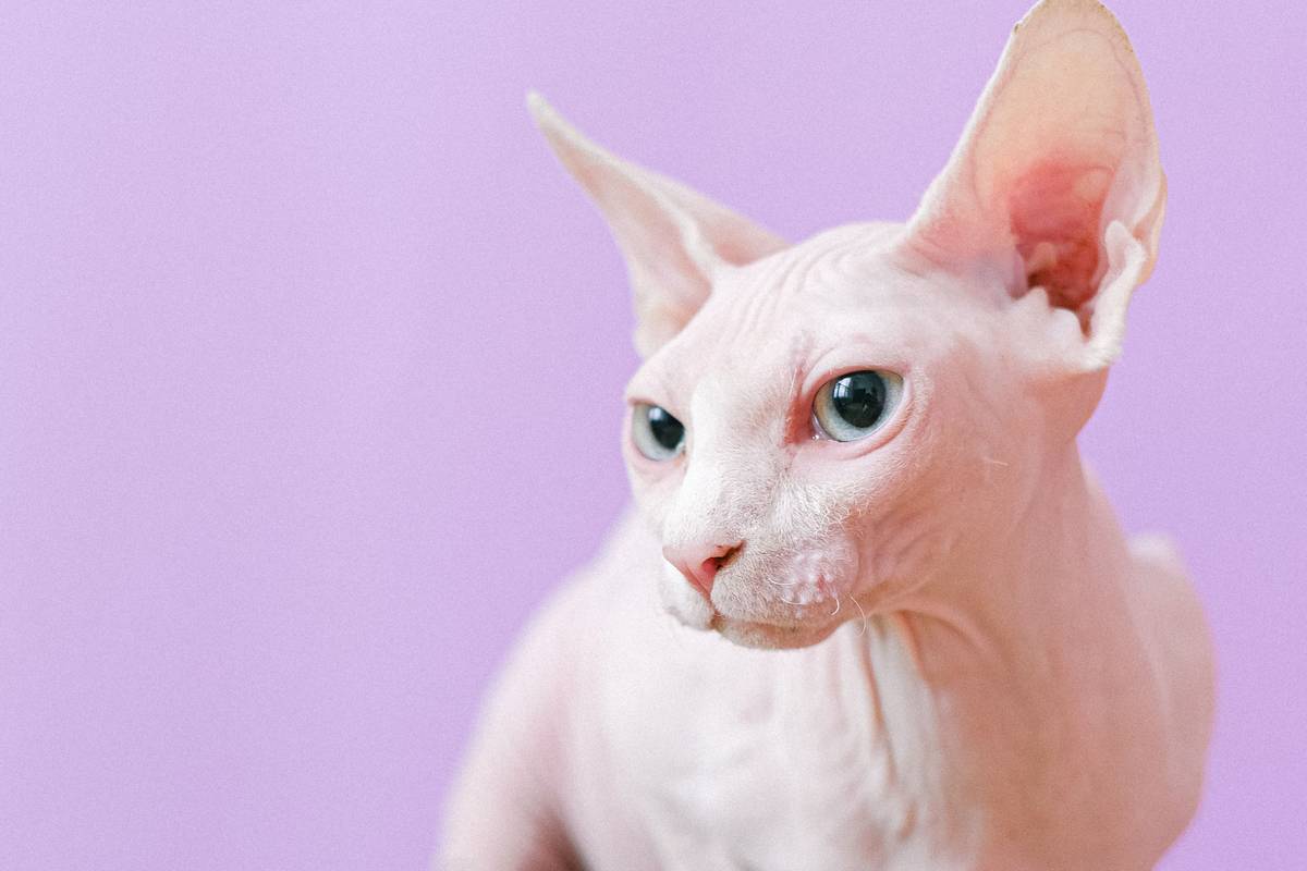 Skin spray for cats being gently applied to a ginger cat's irritated neck area