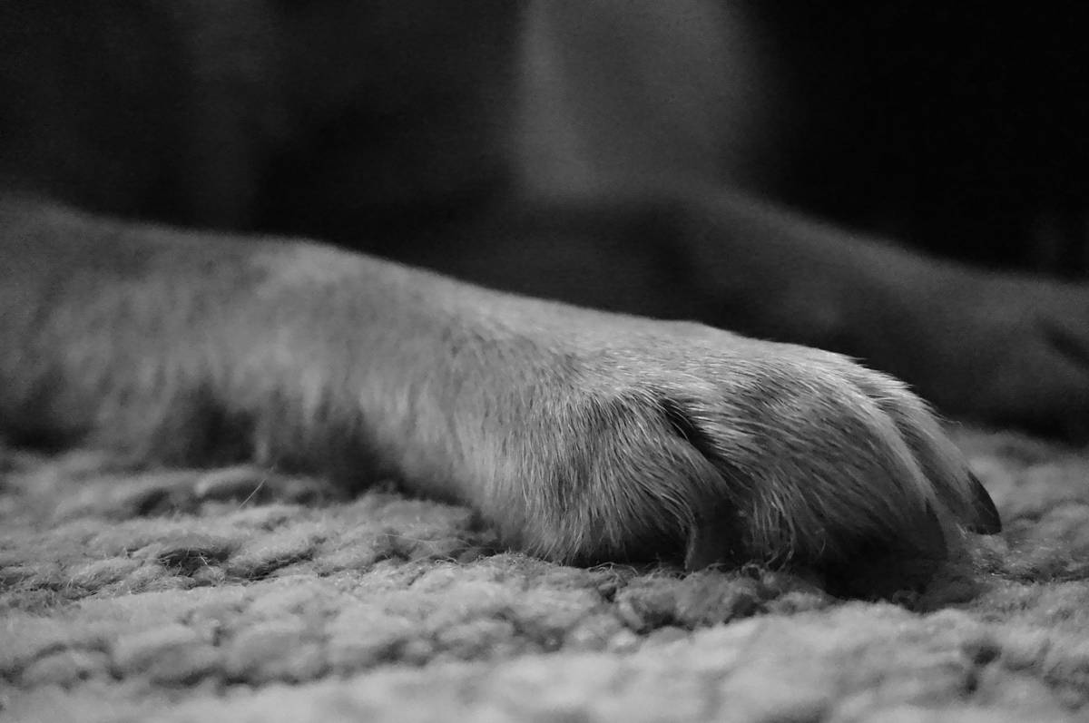 Golden retriever scratching its side with red, irritated skin – skin works for dogs