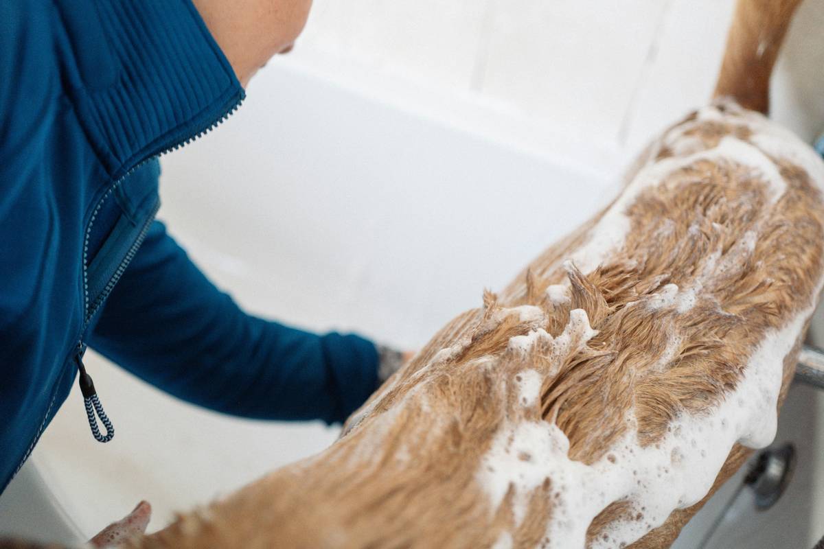 Medicated Dog Skin Shampoo: 7 Proven Tips to Avoid Painful Mistakes