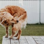 Pet Dry Skin Treatment: 7 Proven Ways to Avoid Painful Itching