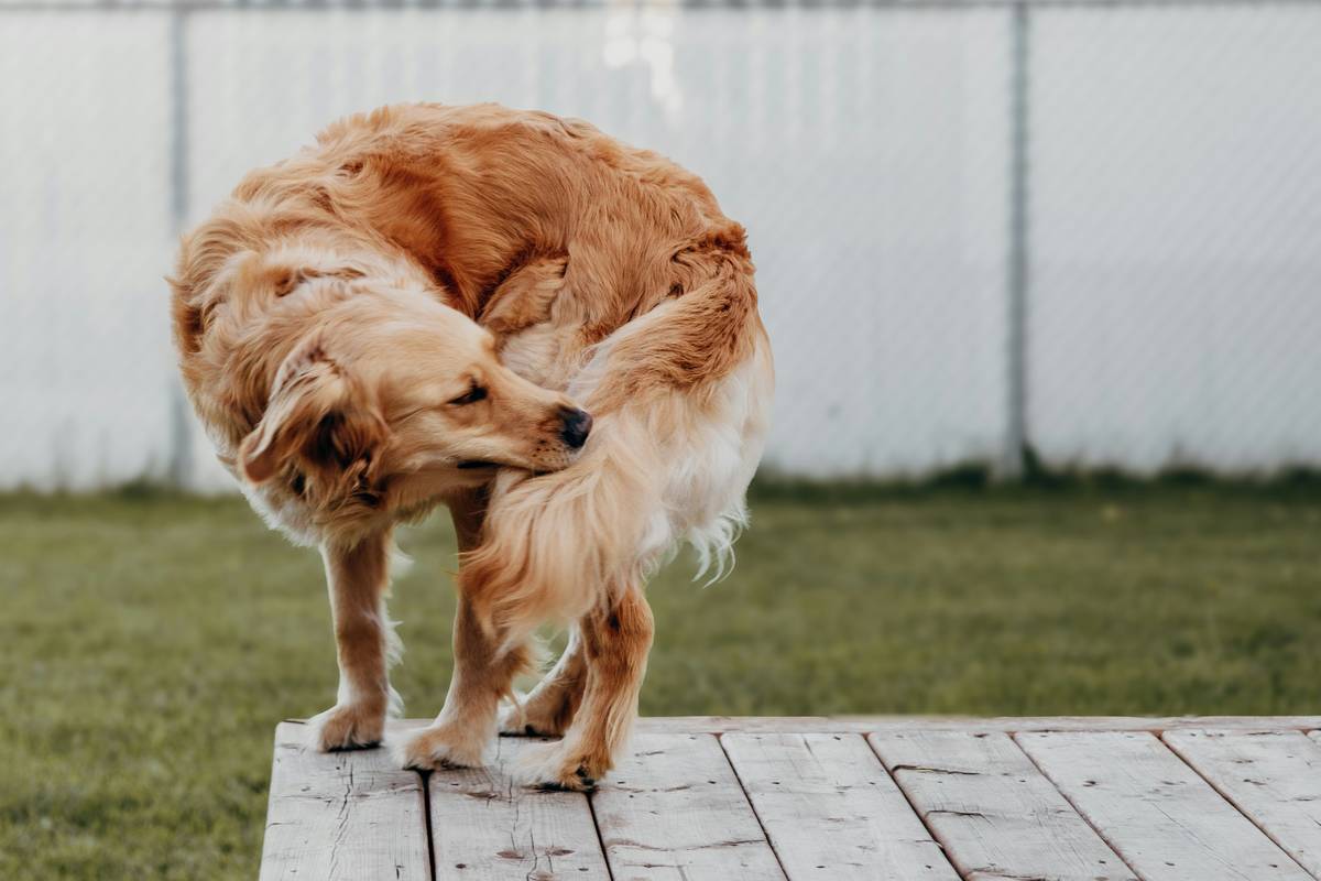 Pet Dry Skin Treatment: 7 Proven Ways to Avoid Painful Itching