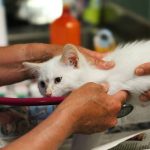 Pet Skin Treatment Spray: 7 Proven Ways to Avoid Painful Itch Mistakes
