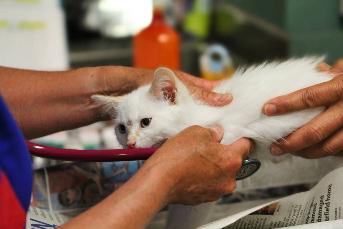 Pet Skin Treatment Spray: 7 Proven Ways to Avoid Painful Itch Mistakes