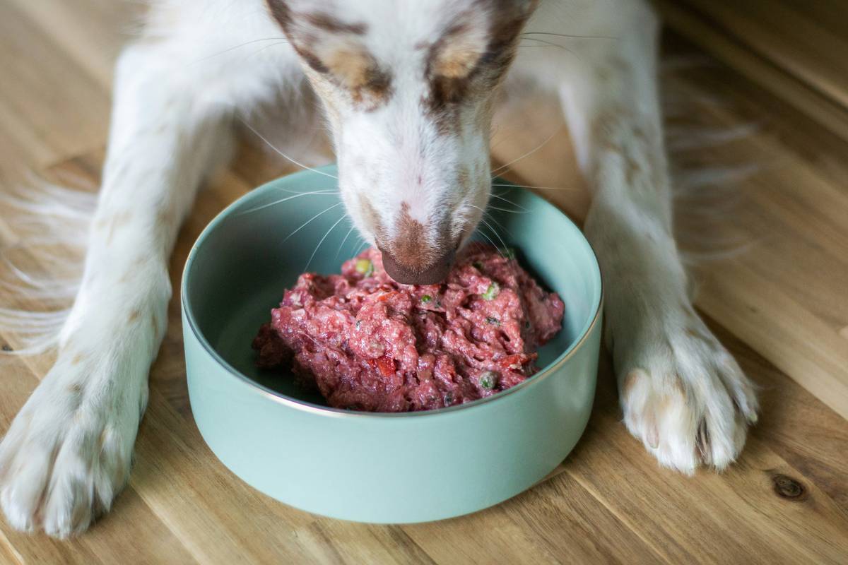 Skin Care Dog Food: 7 Proven Ways to Avoid Painful Itch Mistakes