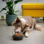 Skin Remedy for Dogs: 7 Proven Tips to Avoid Painful Mistakes