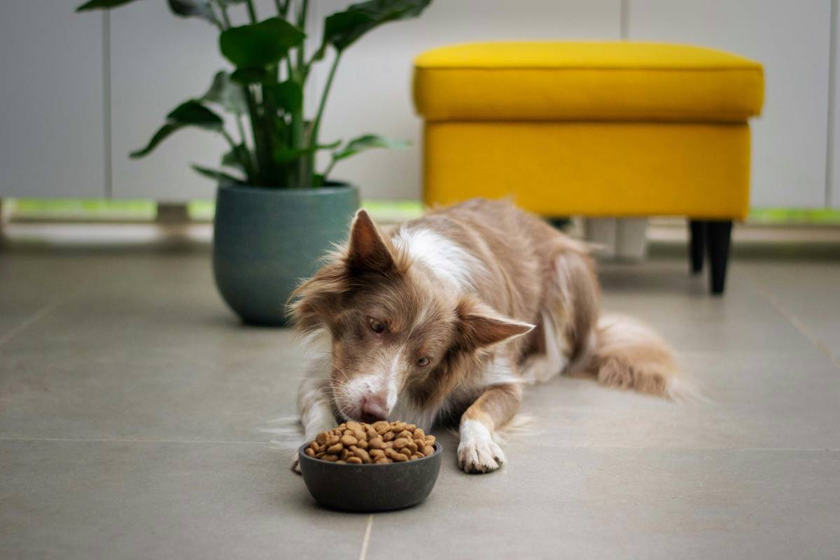 Skin Remedy for Dogs: 7 Proven Tips to Avoid Painful Mistakes