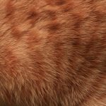 Skin Spray for Cats: 7 Proven Ways to Avoid Painful Itch Mistakes