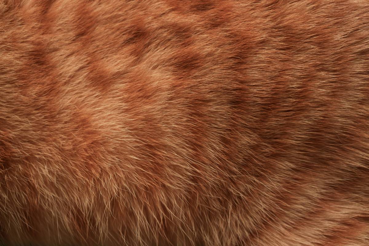 Skin Spray for Cats: 7 Proven Ways to Avoid Painful Itch Mistakes