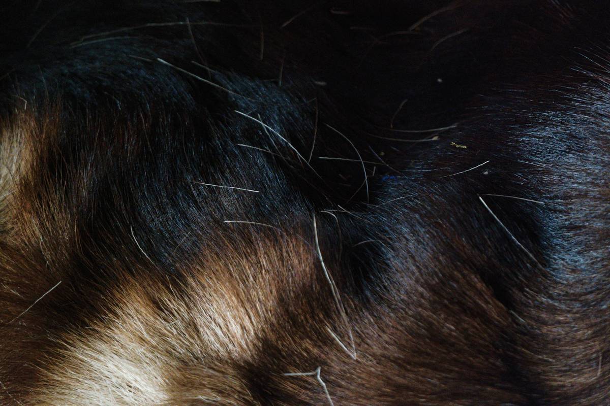 Skin Works for Dogs: 7 Proven Tips to Avoid Painful Itch Mistakes