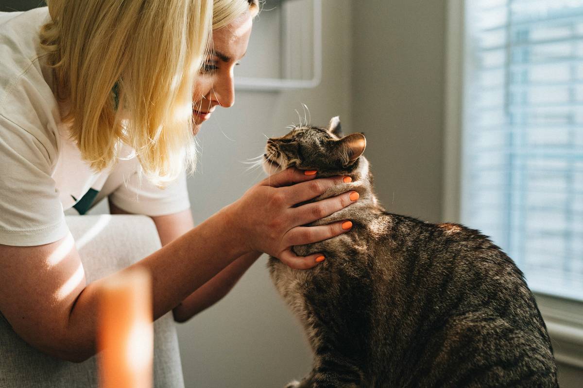 Close-up of a ginger cat being gently brushed during skin care for cats routine