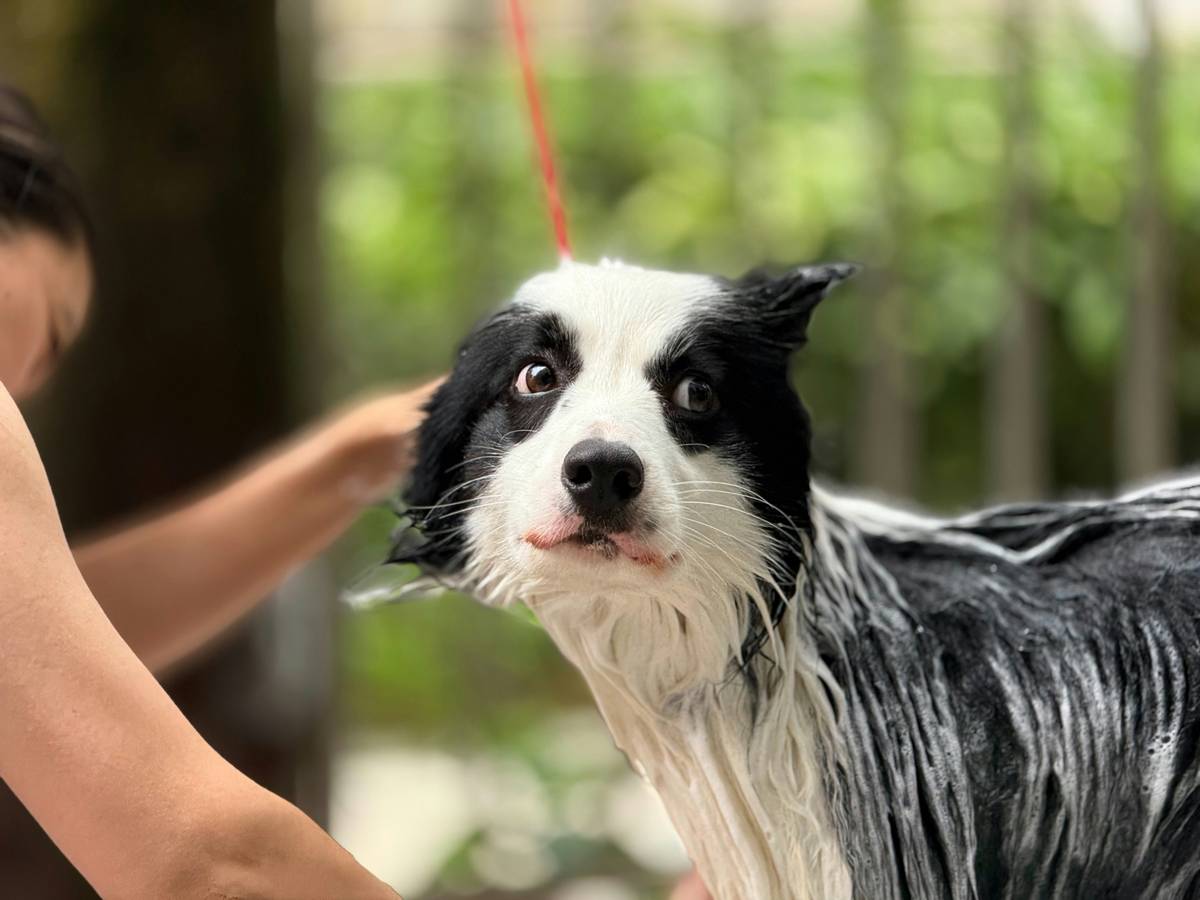 Golden retriever being gently bathed with medicated dog skin shampoo by owner in bathtub